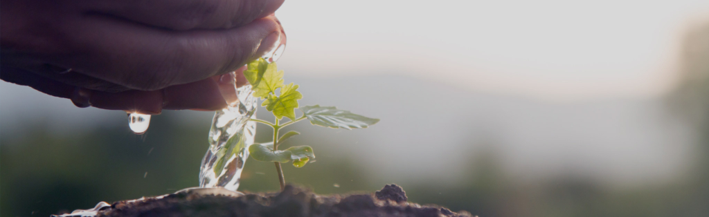 Une main verse de l'eau sur une petite plante.
